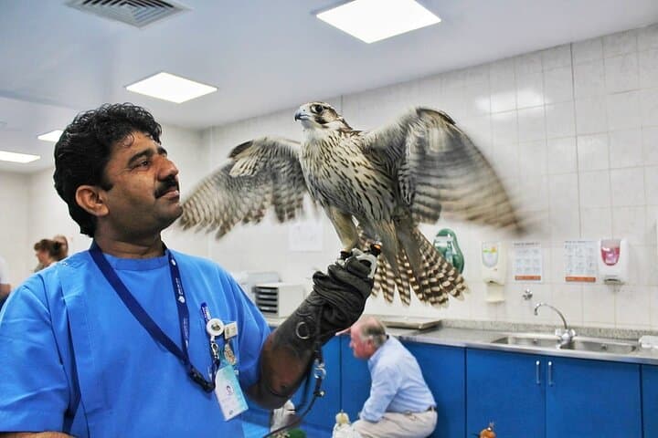 Inside Abu Dhabi Falcon Hospital: Behind-the-Scenes Falconry Care & Cultural Experience photo 2