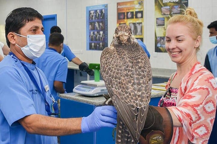 Inside Abu Dhabi Falcon Hospital: Behind-the-Scenes Falconry Care & Cultural Experience