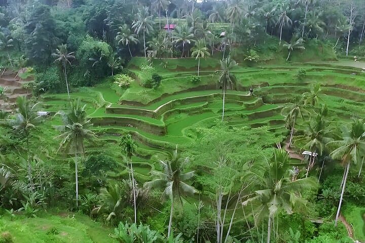 Bali Buggy and Ubud Day Tour: Off‑Road Adventure, Monkey Forest & Tegalalang photo 2