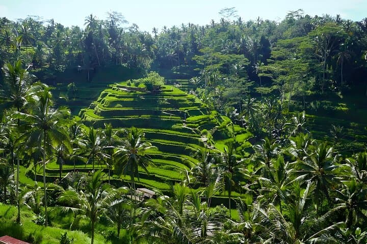 Bali Swing & Ubud Cultural Highlights: Swing, Monkeys and Rice Terraces photo 3