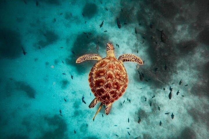 Zanzibar Full-Day: Jozani Monkeys, Kuza Cave & Paje Beach Adventure photo 2