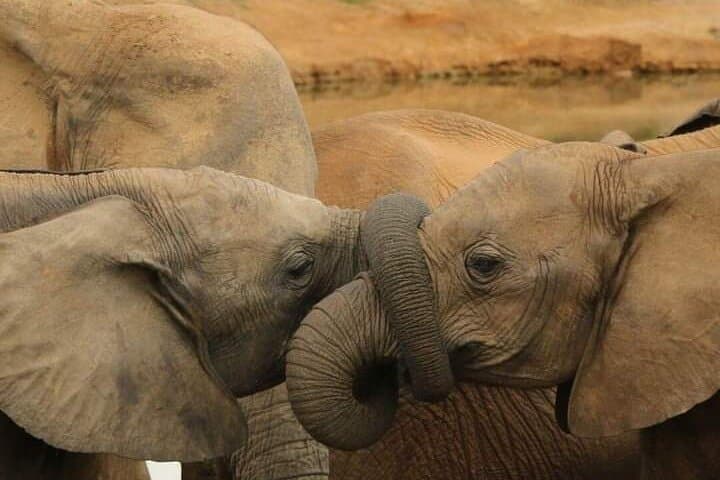 3-Day Masai Mara Safari Adventure — Big Five, Cultural Visit & Optional Balloon Ride photo 2