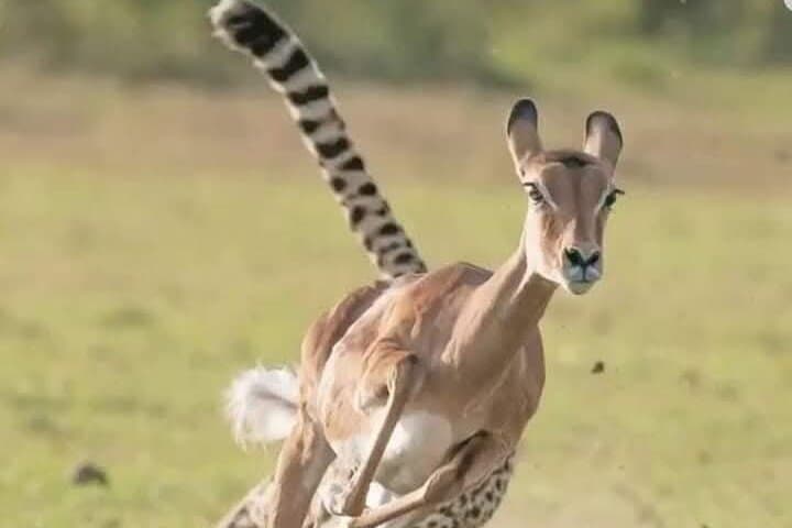 3-Day Masai Mara Safari Adventure — Big Five, Cultural Visit & Optional Balloon Ride photo 3
