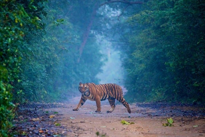 Pune to Jim Corbett 3-Day Double Safari: Tigers, Rivers & Waterfalls