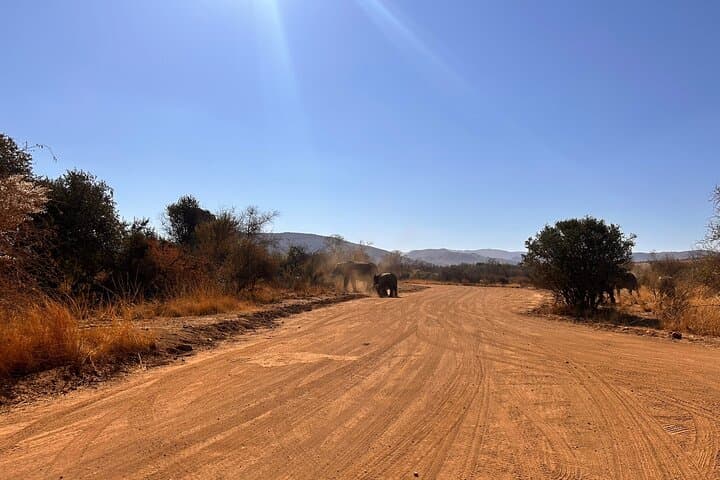 Full-Day Safari in Pilanesberg National Park: Big Five Game Drive from Johannesburg