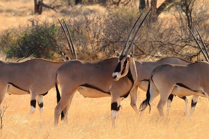 12-Day Best Kenya Safari: Tsavo, Samburu, Amboseli & Ol Pejeta photo 3