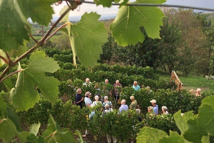 Frascati Wine & Olive Oil Tasting: 2-Hour Vineyard Tour from Rome photo 3