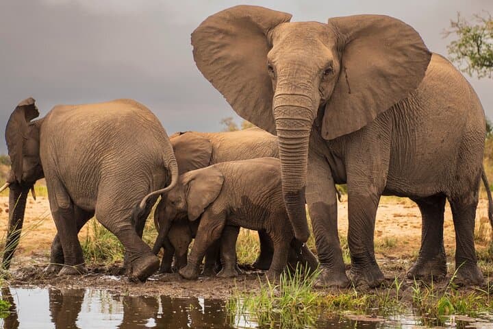 Full-Day Zambezi Game Drive & Victoria Falls Guided Experience photo 5