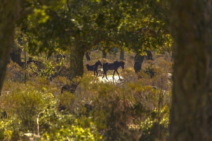 Explore Su Nuraxi di Barumini and the Giara of Gesturi: UNESCO Nuraghe & Wild Horses Day Tour photo 3