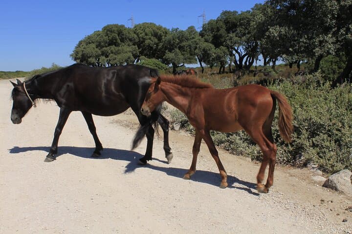 Explore Su Nuraxi di Barumini and the Giara of Gesturi: UNESCO Nuraghe & Wild Horses Day Tour photo 5