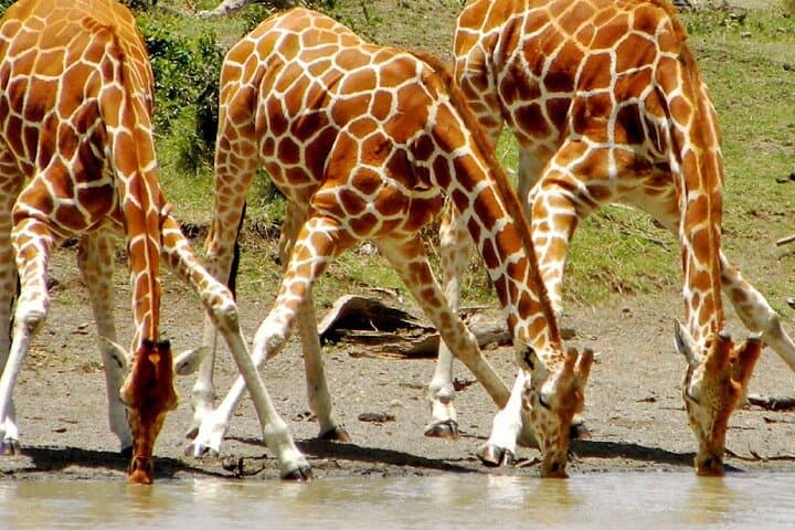 12-Day Best Kenya Safari: Tsavo, Samburu, Amboseli & Ol Pejeta photo 2