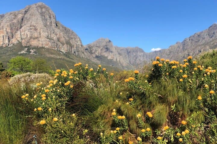 Banhoek Waterfall Hike from Stellenbosch: Morning Trek in Banhoek Conservancy photo 2