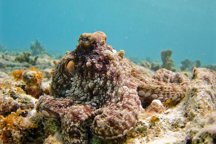 Half-Day Discover Scuba Diving in Lagos — Beginner-Friendly Boat Dive (3 hrs) photo 2