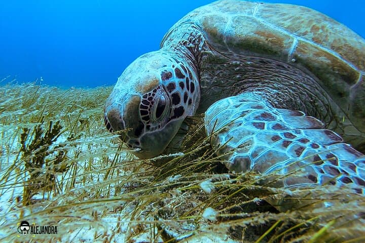 Two-Boat Reefs: Playa del Carmen & Cozumel Fun Dives for Certified Divers photo 4