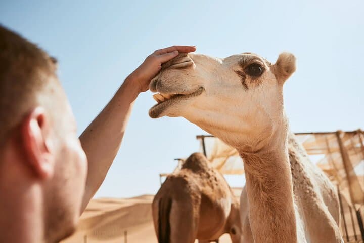 Dubai Red Dunes Quad Biking & Desert Safari with BBQ Dinner photo 4