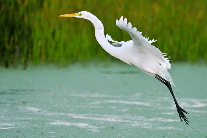 Sunset Kayak Tour in the Mangrove Lagoon, St Thomas — Bird Island Golden Hour Paddle photo 2