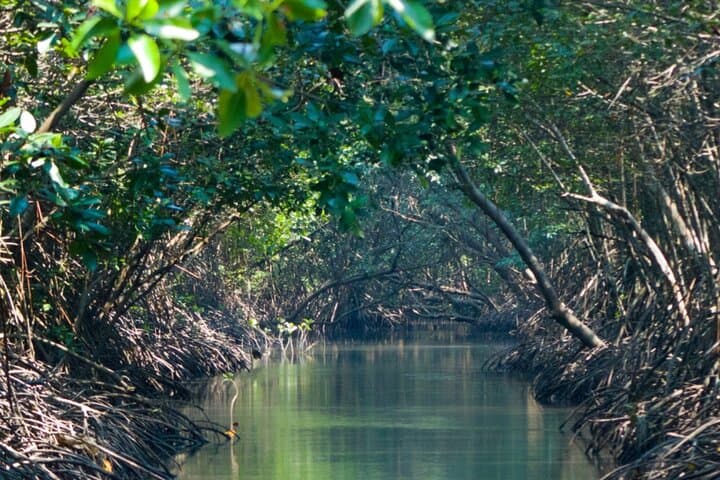 Sunset Kayak Tour in the Mangrove Lagoon, St Thomas — Bird Island Golden Hour Paddle photo 5