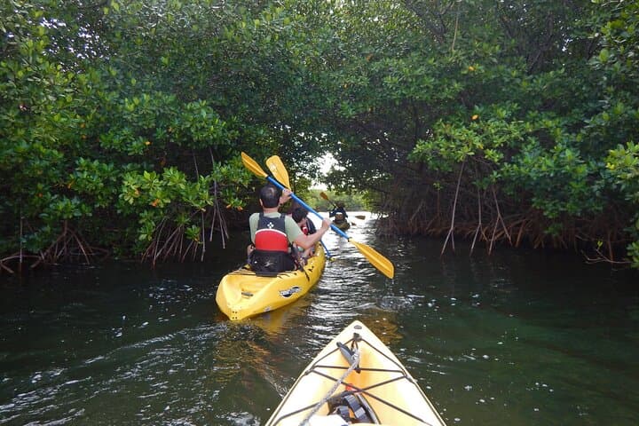 Sunset Kayak Tour in the Mangrove Lagoon, St Thomas — Bird Island Golden Hour Paddle photo 4