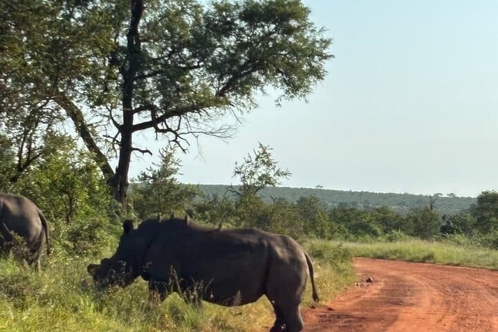 Full-Day Kruger National Park Safari: Big Five Game Drive from Hazyview photo 5