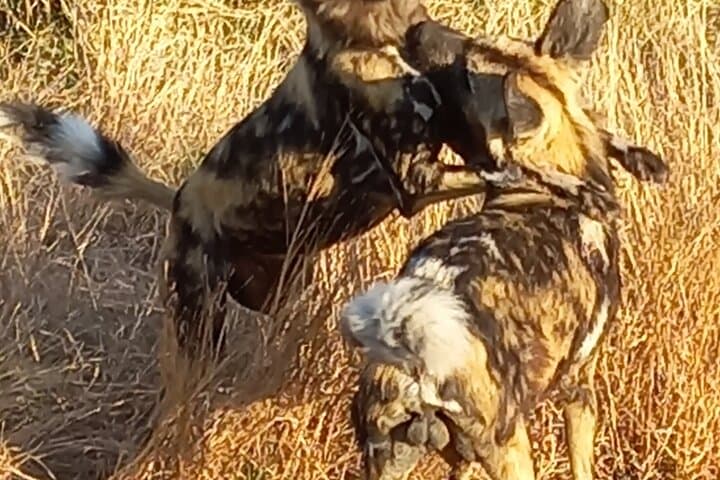 Full-Day Kruger National Park Safari: Big Five Game Drive from Hazyview photo 6