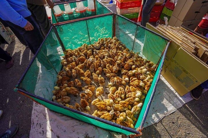 Explore Marrakesh's Weekly Souks: A 4-Hour Market Tour of the Outskirts photo 4