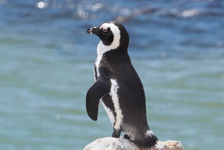 Best of the Cape Private Tour — Chapman's Peak, Cape Point & Boulders Beach