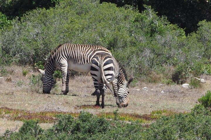 Best of the Cape Private Tour — Chapman's Peak, Cape Point & Boulders Beach photo 2