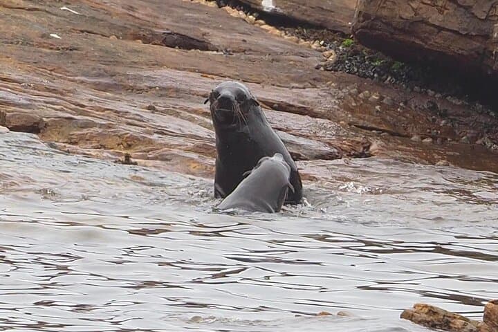 Best of the Cape Private Tour — Chapman's Peak, Cape Point & Boulders Beach photo 4