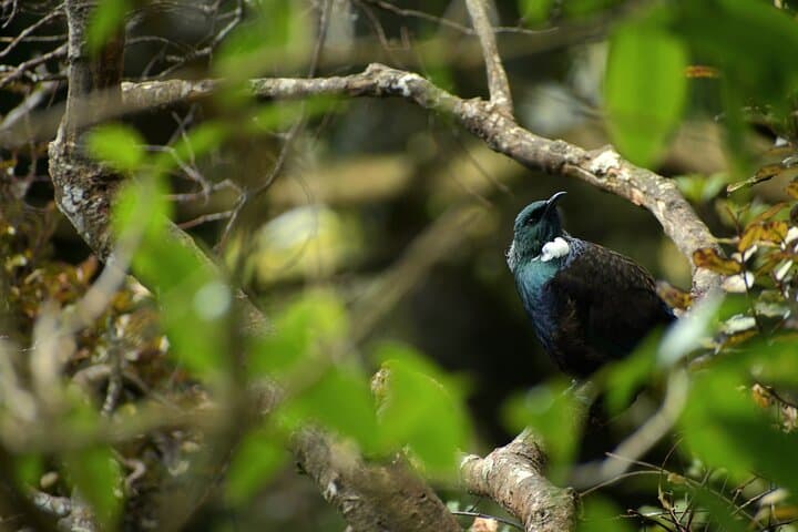 Otago Peninsula Wildlife & Penguin Tour: Up-Close Hoiho Viewing and Conservation photo 4