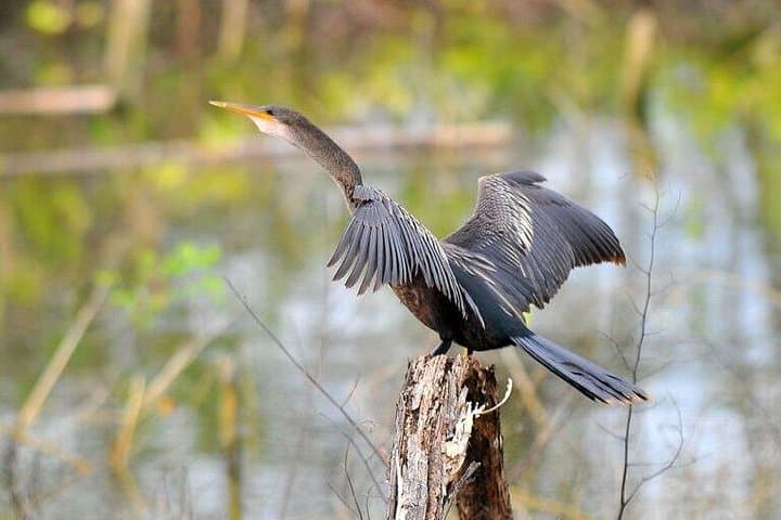 Gatun Lake Birdwatching Boat Tour: Private Chagres River Wildlife Cruise photo 1