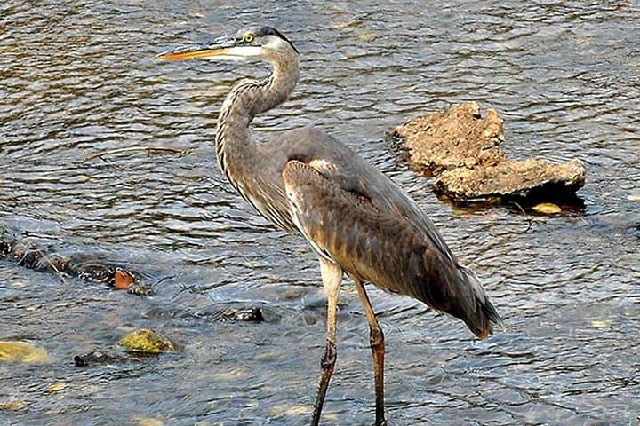 Gatun Lake Birdwatching Boat Tour: Private Chagres River Wildlife Cruise photo 3