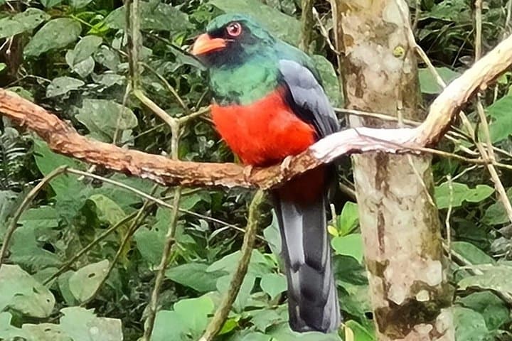 Gatun Lake Birdwatching Boat Tour: Private Chagres River Wildlife Cruise photo 4