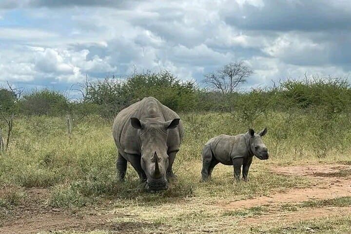 Eswatini Central & East Day Tour — Rhino Safari, Umphakatsi Visit & Craft Markets