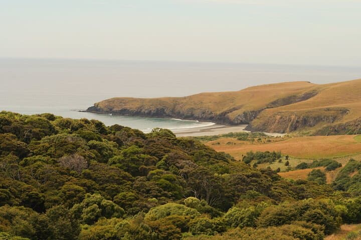 Otago Peninsula Wildlife & Penguin Tour: Up-Close Hoiho Viewing and Conservation photo 5