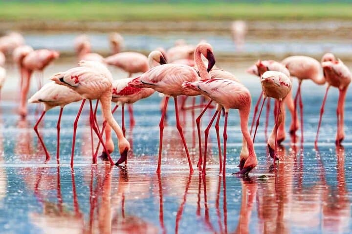 Explore Nakuru, Hells Gate, and Lake Naivasha: A 2-Day Wildlife and Adventure Tour from Nairobi photo 5