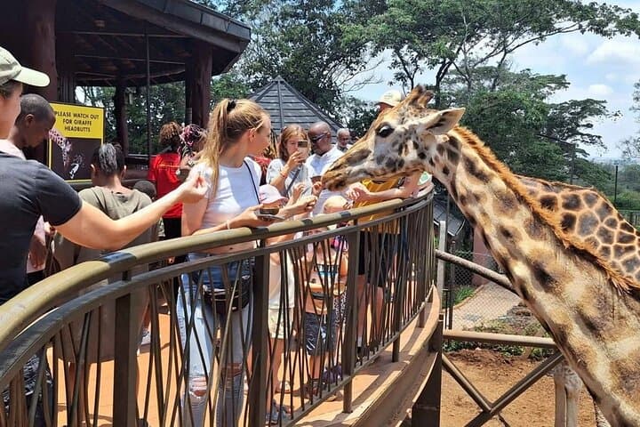 Discover Nairobi National Park and Giraffe Center: A Half-Day Safari Experience Near the City photo 6