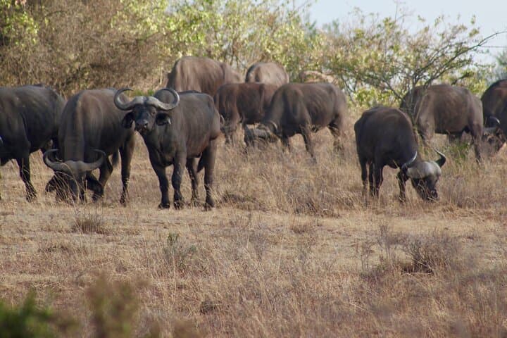 Nairobi Airport Layover to Nairobi National Park: A Quick Safari Escape Near the City photo 4
