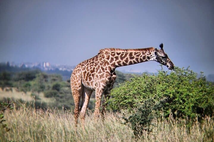 3-Day Maasai Mara Safari: Big Five, Mara River Crossings and Eco-Camp Stay