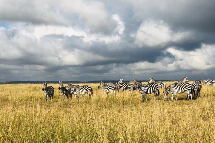 3-Day Maasai Mara Safari: Big Five, Mara River Crossings and Eco-Camp Stay photo 2