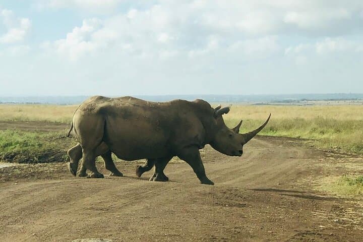 3-Day Maasai Mara Safari: Big Five, Mara River Crossings and Eco-Camp Stay photo 4