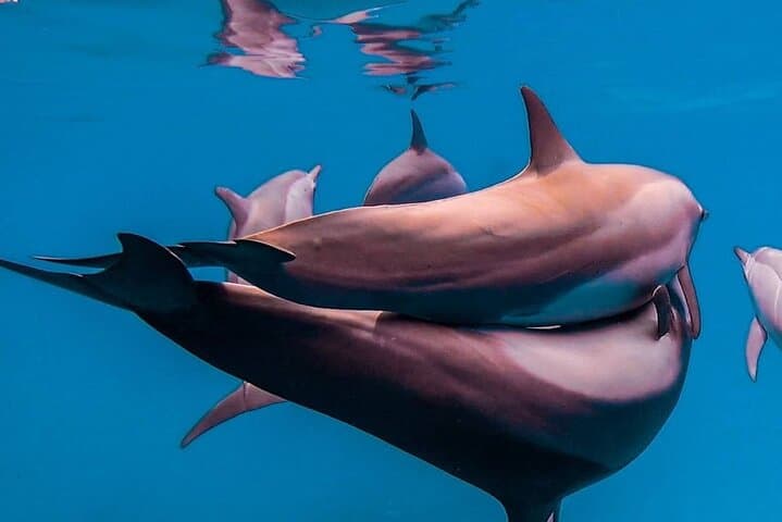 Zanzibar Dolphin & Cave Day Trip: Kizimkazi Dolphins, Kuza Cave & The Rock