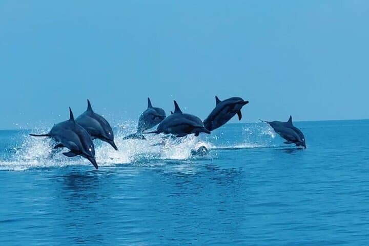 Zanzibar Dolphin & Cave Day Trip: Kizimkazi Dolphins, Kuza Cave & The Rock photo 2