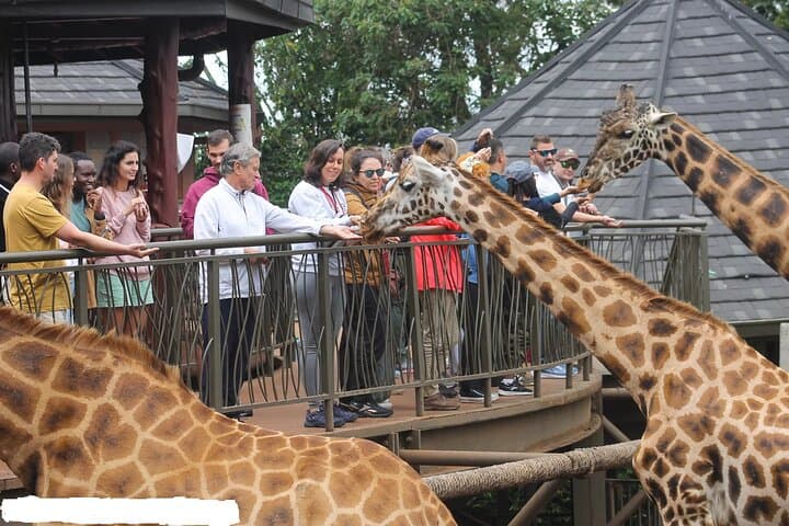 Nairobi Giraffe Center Layover Tour: Meet Rothschild Giraffes Up Close