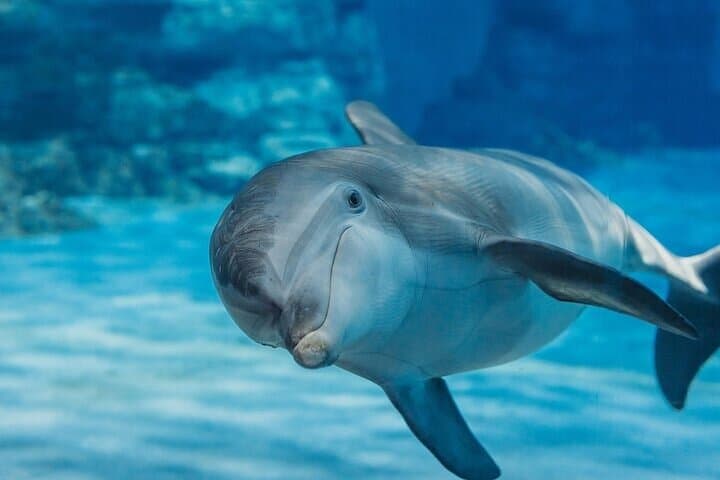 Hurghada Dolphin House VIP Snorkel Trip with Buffet Lunch photo 2