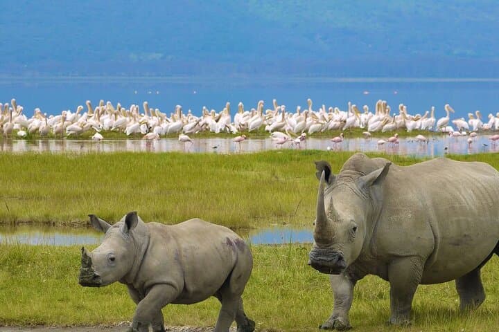 One-Day Serengeti Safari from Mwanza: Big Five and the Great Migration in a Day photo 3