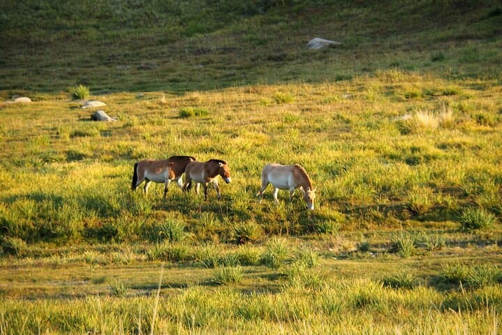 7-day-mongolia-adventure-karakorum-orkhon-gobi-wild-horses photo 5