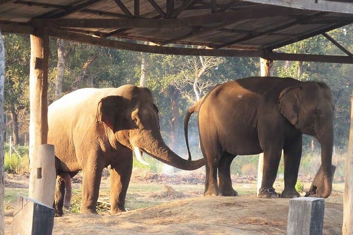 Explore Chitwan National Park: 3-Day Wildlife Safari in Nepal photo 5