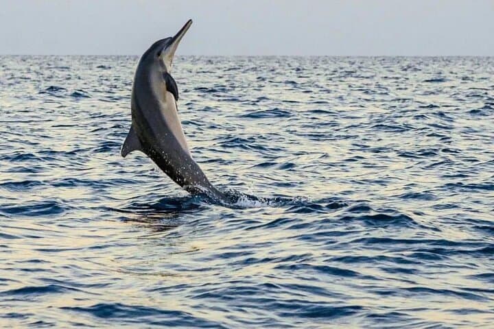 Sunrise Dolphins & Bayumala Waterfall — North Bali Morning Cruise and Waterfall Visit photo 2