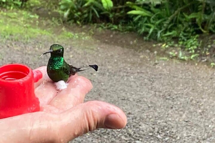Full-Day Mindo Cloud Forest: Birds, Waterfalls, Chocolate & Cable Car photo 2