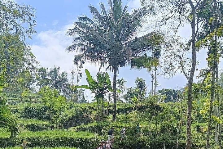 Tetebatu Day Tour: Rice Terraces, Monkey Forest & Jeruk Manis Waterfall photo 3
